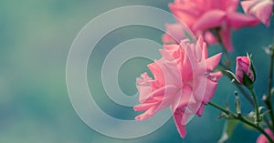 Pink roses with buds on a background of a green bush in the garden. Beautiful pink flowers in the summer garden. Blue background