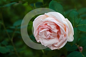 Pink roses with buds on a background of a green bush in the garden.