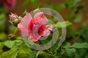 Pink roses with buds on a background of a green bush in the garden.