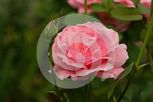 Pink roses with buds on a background of a green bush in the garden.