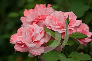 Pink roses with buds on a background of a green bush in the garden.