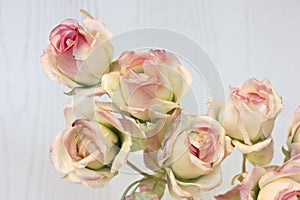 Pink roses and buds on a white background. Artificial flowers in
