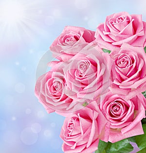 Pink roses bunch