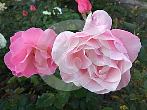 Pink roses bush in nature