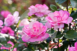 Pink roses bush in summer garden