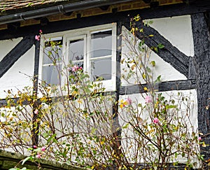 Pink roses climbing up a Tudor house in England
