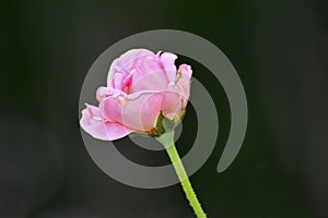 Pink roses on a dark but beautiful day Refreshing