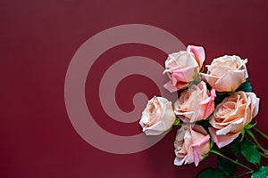 Pink roses on dark red background for Valentines and Mother day concept