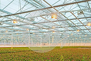 Pink roses in a Dutch greenhouse