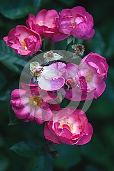 Pink roses in the evening garden, summer flowers floral background