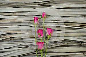 Pink roses flat lay on dry palm leaves background, organic photography.