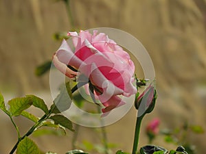 Pink Roses flower blooming in spring garden