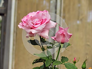 Pink Roses flower blooming in spring garden