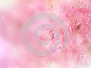 pink roses flower border with bokeh blur background