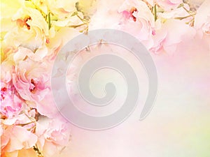 pink roses flower border and frame in vintage color for valentine background