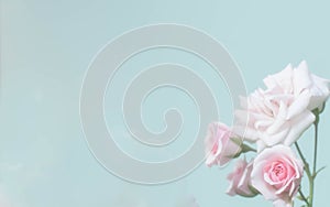 Pink roses flower border soft background for valentine