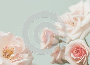 Pink roses flower border soft background for valentine