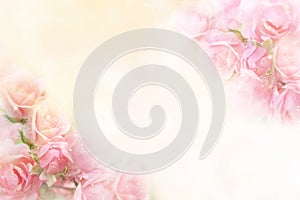 Pink roses flower border soft background for valentine photo