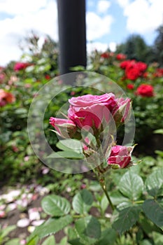 Pink roses in the flowerbed