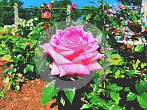 Pink roses flowers blooming inside Elizabeth Park