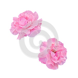 Pink roses flowers, close up, gradient background