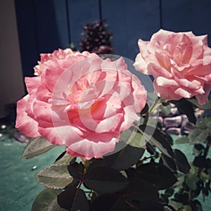 Pink roses flowers and garden