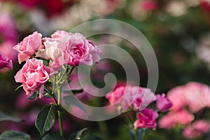 Pink roses flowers growing outdoors in summer garden. Nature
