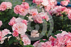 Pink roses flowers growing outdoors in summer garden. Nature