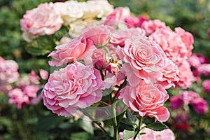 Pink roses flowers growing outdoors in summer garden. Nature