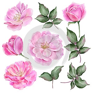 Pink roses flowers with leaves in watercolor style isolated on white background.