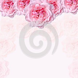 Pink roses flowers with pink degradee texture background, frame, close up