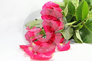 Pink roses