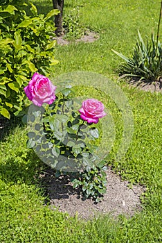 Pink roses in the garden