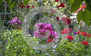 Pink roses in a garden background