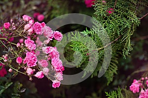 Pink roses in the garden. Blooming climbing roses on the bush. Flowers growing in the garden