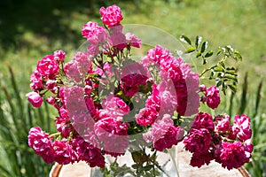 Pink roses in the garden, little posy in a vase