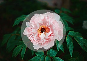 Pink roses in a garden, summer flowers