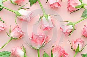 Pink roses gently pattern. Roses arranged on pink background, overhead view. Flat lay trendy floral rose