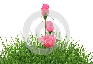 Pink roses in a grass isolated on the white