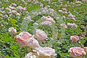 Pink roses on green background