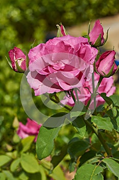 Pink roses with green background