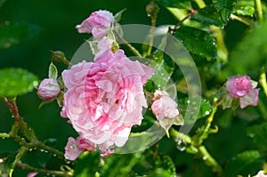 Pink roses on a green bush in garden