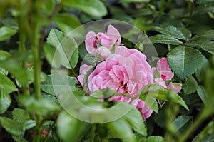 Pink roses on a green bush in garden