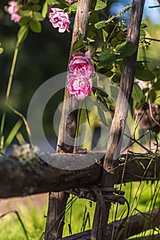 Pink roses that grow by a wooden fence