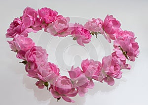 Pink roses Heart shape.on white background.Rose is a flower symbol represents love, romance in Valentines Day