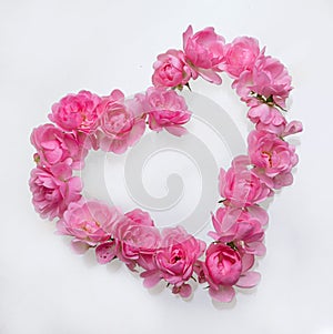 Pink roses Heart shape.on white background.Rose is a flower symbol represents love, romance in Valentines Day