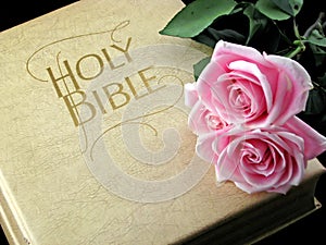 Pink roses on holy bible