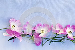 Pink roses and hortensia on farbic background