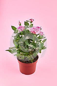 Houseplant in flowerpot, roses with pink color petals, indoor flowers in pot on pink background