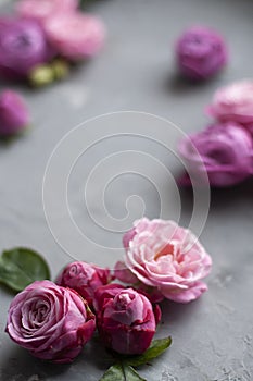 Pink roses lie on gray concrete background. Place for greeting text